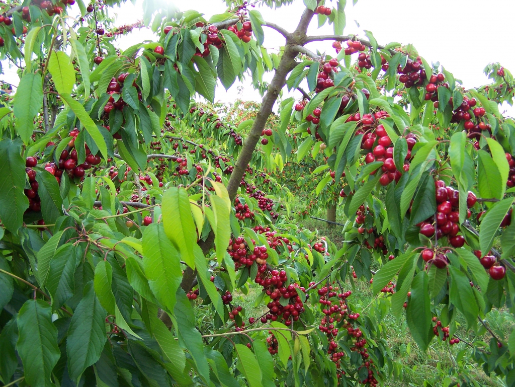 Le Temps Des Cerises Les Vergers Du Val Garonne 